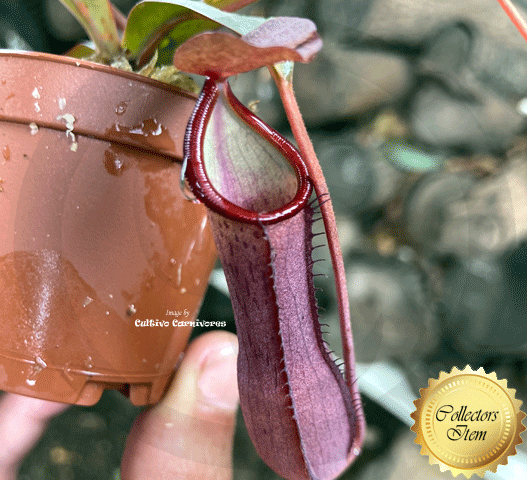 TROPICAL PITCHER PLANT: Nepenthes Dark Knight: Ramispina x Ventricosa for sale | Buy carnivorous plants and seeds online @ South Africa's leading online plant nursery, Cultivo Carnivores