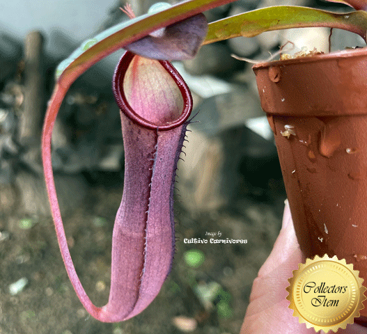 TROPICAL PITCHER PLANT: Nepenthes Dark Knight: Ramispina x Ventricosa for sale | Buy carnivorous plants and seeds online @ South Africa's leading online plant nursery, Cultivo Carnivores