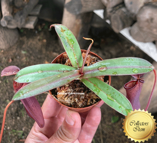 TROPICAL PITCHER PLANT: Nepenthes Dark Knight: Ramispina x Ventricosa for sale | Buy carnivorous plants and seeds online @ South Africa's leading online plant nursery, Cultivo Carnivores