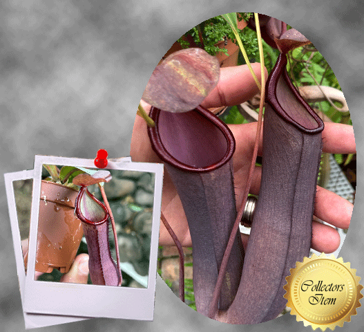 TROPICAL PITCHER PLANT: Nepenthes Dark Knight: Ramispina x Ventricosa for sale | Buy carnivorous plants and seeds online @ South Africa's leading online plant nursery, Cultivo Carnivores