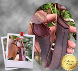 TROPICAL PITCHER PLANT: Nepenthes Dark Knight: Ramispina x Ventricosa for sale | Buy carnivorous plants and seeds online @ South Africa's leading online plant nursery, Cultivo Carnivores