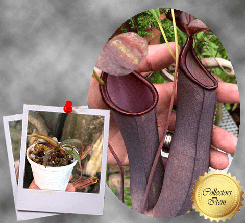 TROPICAL PITCHER PLANT: Nepenthes Dark Knight: Ramispina x Ventricosa for sale | Buy carnivorous plants and seeds online @ South Africa's leading online plant nursery, Cultivo Carnivores