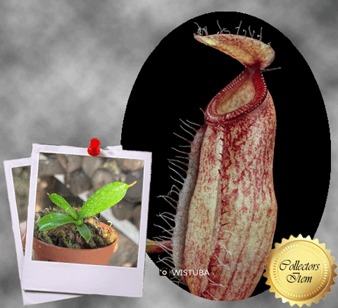 COLLECTORS ITEM 🌟 Nepenthes Dubia x Hamata AW 📏 5-7cm > Exact plant pictured
