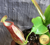 COLLECTORS ITEM 🌟 Nepenthes Gaya 📏 13-16cm > Exact plant pictured