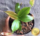 COLLECTORS ITEM 🌟 Nepenthes Gaya 📏 13-16cm > Exact plant pictured