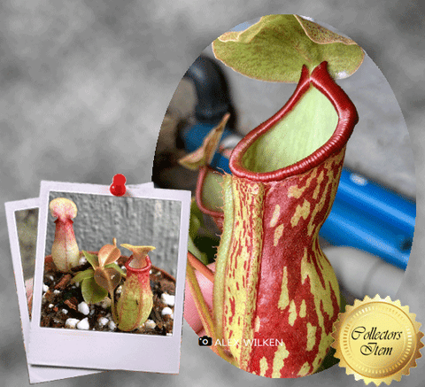 TROPICAL PITCHER PLANT: Nepenthes Gaya for sale | Buy carnivorous plants and seeds online @ South Africa's leading online plant nursery, Cultivo Carnivores