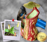 COLLECTORS ITEM 🌟 Nepenthes Gaya 📏 13-16cm > Exact plant pictured