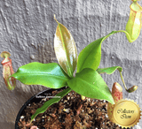 COLLECTORS ITEM 🌟 Nepenthes Gaya 📏 13-16cm > Exact plant pictured