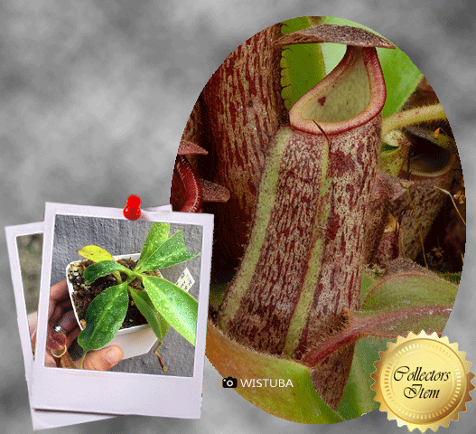 Nepenthes Glandulifera x Undulatifolia #57 ex Wistuba * Carnivorous tropical pitcher plants for sale