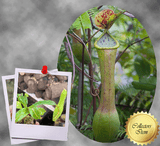 SPECIAL IMPORT 🌟 Nepenthes Graciliflora (alata pure) ex Wistuba 📏 10-12cm