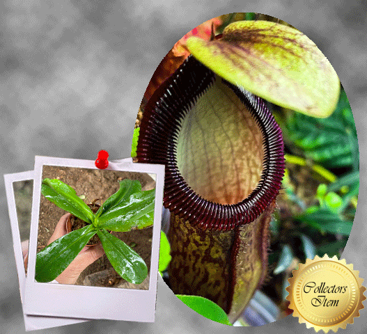 Nepenthes Hamata x Campanulata • Rare tropical pitcher hybrid from Wistuba