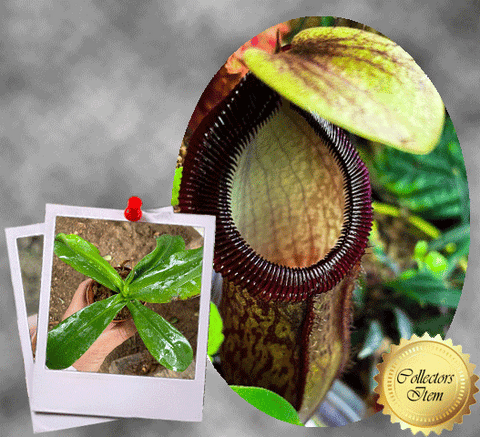 SPECIAL IMPORT 🌟 Nepenthes Hamata x Campanulata ex Wistuba 📏 25-28cm