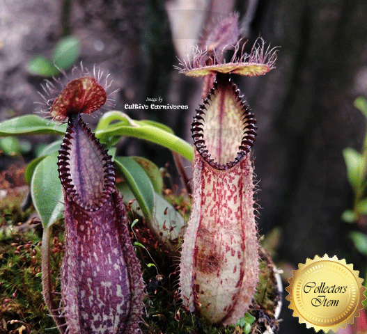 TROPICAL PITCHER PLANT: Nepenthes Jamban for sale | Buy carnivorous plants and seeds online @ South Africa's leading online plant nursery, Cultivo Carnivores