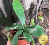 COLLECTORS ITEM 🌟 Nepenthes Hispida (Borneo) * Wistuba 📏 15-18cm > Exact plant pictured
