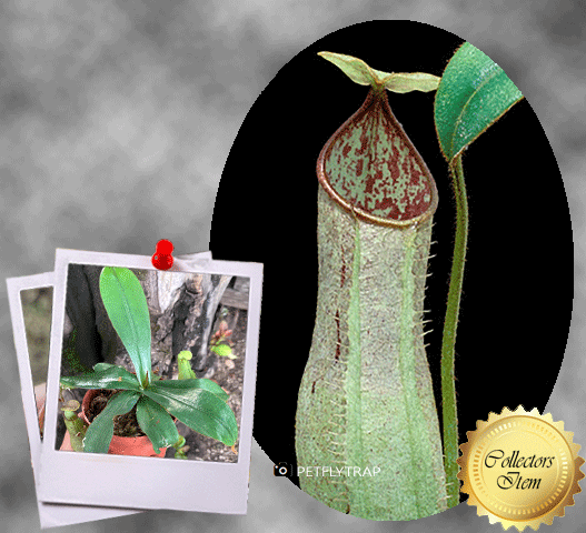 Nepenthes Hispida (Borneo) • XL Tropical pitcher • Exact plant • Wistuba Import