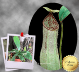COLLECTORS ITEM 🌟 Nepenthes Hispida (Borneo) * Wistuba 📏 15-18cm > Exact plant pictured