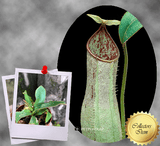 COLLECTORS ITEM 🌟 Nepenthes Hispida (Borneo) * Wistuba 📏 6-8cm > Exact plant pictured