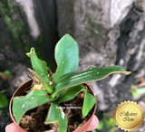 COLLECTORS ITEM 🌟 Nepenthes Hispida (Borneo) * Wistuba 📏 6-8cm > Exact plant pictured