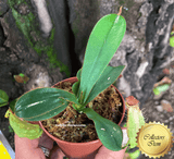 COLLECTORS ITEM 🌟 Nepenthes Hispida (Borneo) * Wistuba 📏 8-10cm > Exact plant pictured