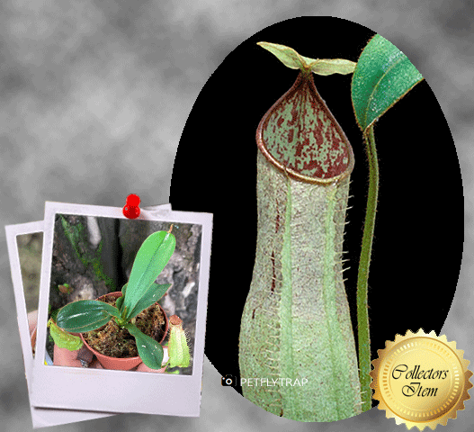 COLLECTORS ITEM 🌟 Nepenthes Hispida (Borneo) * Wistuba 📏 10-12cm > Exact plant pictured