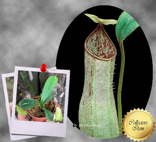 TROPICAL PITCHER PLANT 🌟 Nepenthes Hispida (Borneo) ~ Clone 1 * Wistuba 📏 Leafspan 14-16cm 💎 Collectors Item