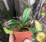 COLLECTORS ITEM 🌟 Nepenthes Hispida (Borneo) * Wistuba 📏 8-10cm > Exact plant pictured