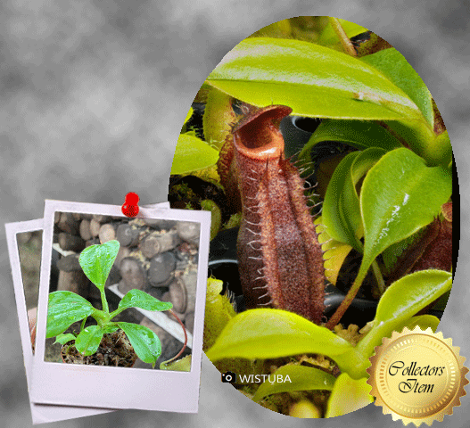Nepenthes Lowii (Mulu, clone 7) x Mira · Tropical pitcher · Wistuba Seed original