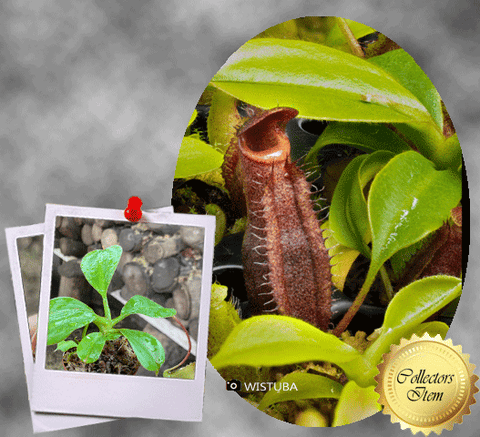 COLLECTORS ITEM 🌟 Nepenthes Lowii (Mulu, clone 7) x Mira AW 📏 10-12cm > Exact plant pictured