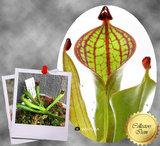 Heliamphora Macdonaldae (Cerro Duida, Venezuela) ex Wistuba 📏 7-8cm Juvenile pitchers