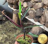 SPECIAL IMPORT 🌟  Nepenthes Mikei ex Wistuba 📏 15-18cm