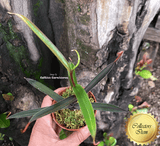 SPECIAL IMPORT 🌟  Nepenthes Mikei ex Wistuba 📏 15-18cm