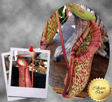 COLLECTORS ITEM 🌟 Nepenthes Miranda 📏 13-16cm > Exact plant pictured for sale | Buy carnivorous plants and seeds online @ South Africa's leading online plant nursery, Cultivo Carnivores
