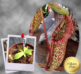 COLLECTORS ITEM 🌟 Nepenthes Miranda 📏 4-6cm > Exact plant pictured