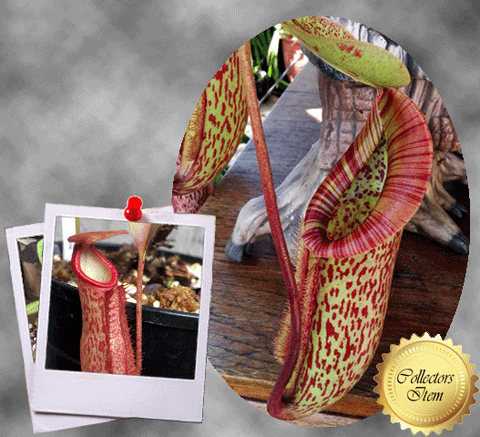 COLLECTORS ITEM 🌟 Nepenthes Miranda 📏 13-16cm > Exact plant pictured for sale | Buy carnivorous plants and seeds online @ South Africa's leading online plant nursery, Cultivo Carnivores