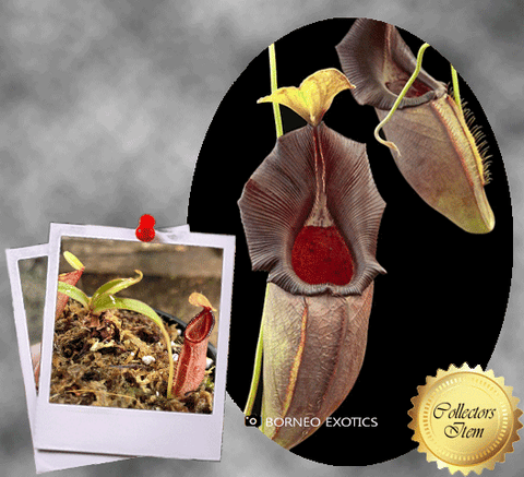 COLLECTORS ITEM 🌟 Nepenthes Ovata * Borneo Exotics 📏 3-5cm > Exact plant pictured