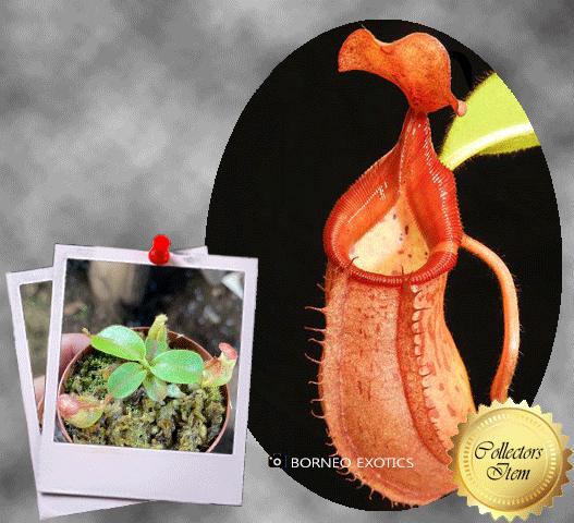 Nepenthes petiolata × veitchii • Seed grown tropical pitcher • Borneo Exotics