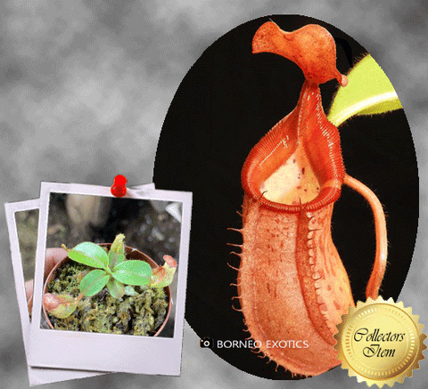 COLLECTORS ITEM 🌟 Nepenthes Petiolata x Veitchii BE 📏 3-5cm > Exact plant pictured