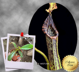 SPECIAL IMPORT 🌟 Nepenthes Platychila x Mollis ex Wistuba 📏 16-18cm