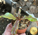 TROPICAL PITCHER PLANT: Nepenthes Platychila x Veitchii Wistuba 15-18cm for sale | Buy carnivorous plants and seeds online @ South Africa's leading online plant nursery, Cultivo Carnivores