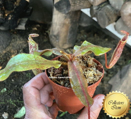 TROPICAL PITCHER PLANT: Nepenthes Platychila x Veitchii Wistuba 15-18cm for sale | Buy carnivorous plants and seeds online @ South Africa's leading online plant nursery, Cultivo Carnivores