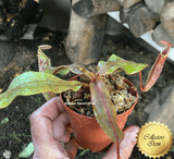 TROPICAL PITCHER PLANT: Nepenthes Platychila x Veitchii Wistuba 15-18cm for sale | Buy carnivorous plants and seeds online @ South Africa's leading online plant nursery, Cultivo Carnivores