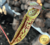 TROPICAL PITCHER PLANT: Nepenthes Platychila x Veitchii Wistuba 15-18cm for sale | Buy carnivorous plants and seeds online @ South Africa's leading online plant nursery, Cultivo Carnivores