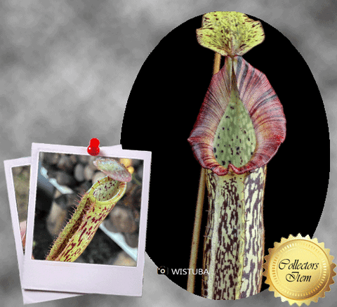TROPICAL PITCHER PLANT: Nepenthes Platychila x Veitchii Wistuba 15-18cm for sale | Buy carnivorous plants and seeds online @ South Africa's leading online plant nursery, Cultivo Carnivores