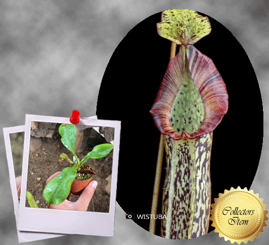 COLLECTORS ITEM 🌟 Nepenthes Platychila x Veitchii AW 📏 22-26cm > Exact plant pictured 🌱 Bareroot