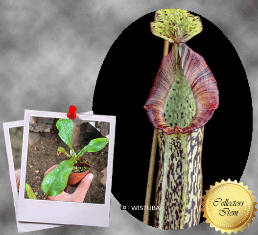 Nepenthes platychila x veitchii • Tropical pitcher • Wistuba selection