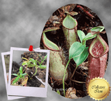 SPECIAL IMPORT 🌟 Nepenthes Rhombicaulis (Gunung Pangulubao) ex Wistuba 📏 20-22cm