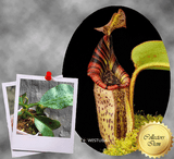 Nepenthes Robcantleyi x Mollis ex Wistuba #95