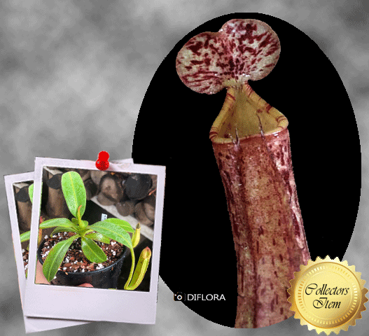 TROPICAL PITCHER PLANT 🌟 Nepenthes Samsara * Diflora, Italy 💎 Collectors Item