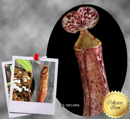 TROPICAL PITCHER PLANT 🌟 Nepenthes Samsara * Diflora, Italy 📏 Leafspan 14-16cm > Special Import