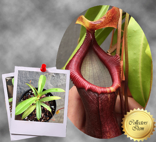 TROPICAL PITCHER PLANT: Nepenthes Bill Bailey Singalana x Ventricosa for sale | Buy carnivorous plants and seeds online @ South Africa's leading online plant nursery, Cultivo Carnivores